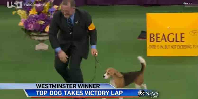 ‪Westminster Dog Show 2015