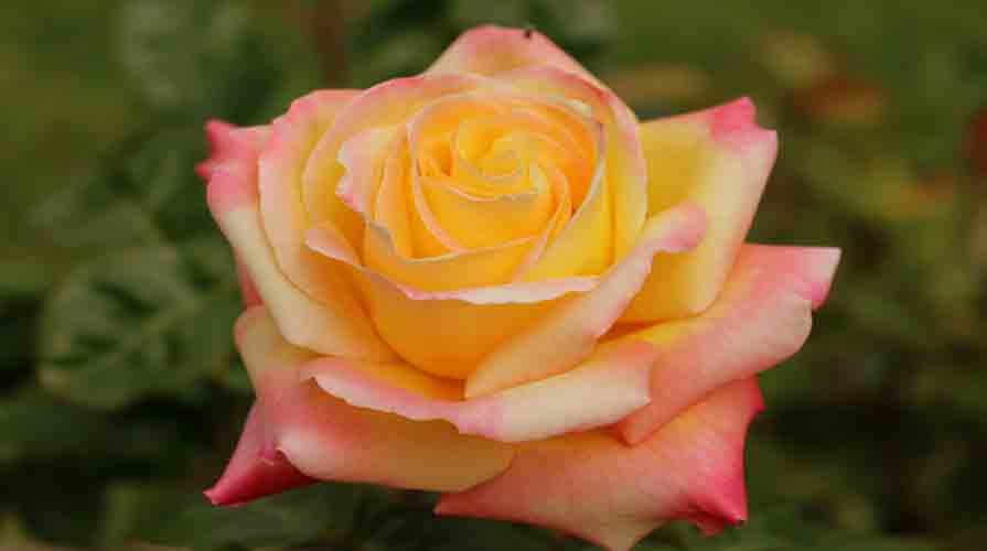 NATIONAL PEACE ROSE DAY