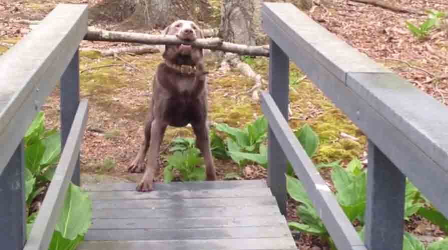 Dog Thinks Through a Problem!