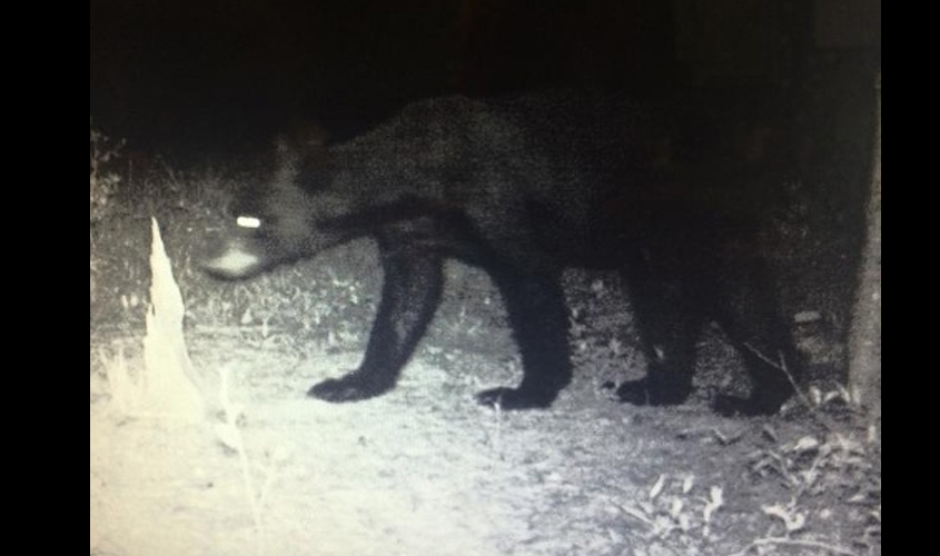 Black Bear Spotted In Simpson County