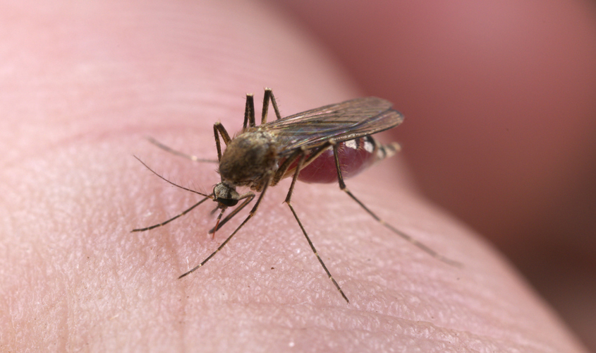 Natural Remedies for Mosquito Bites