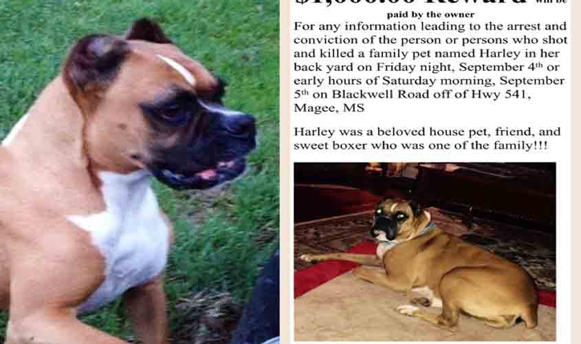 Update on Harley the family pet who was killed