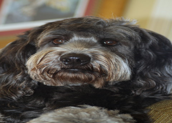Happy Birthday, Smooch Barksdale