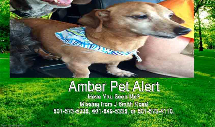 DOG FOUND!!!    **UPDATE**