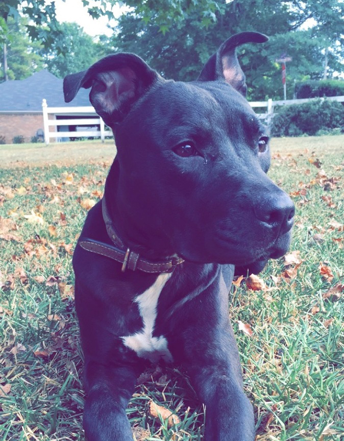 Just Saying, Maverick needs a home!