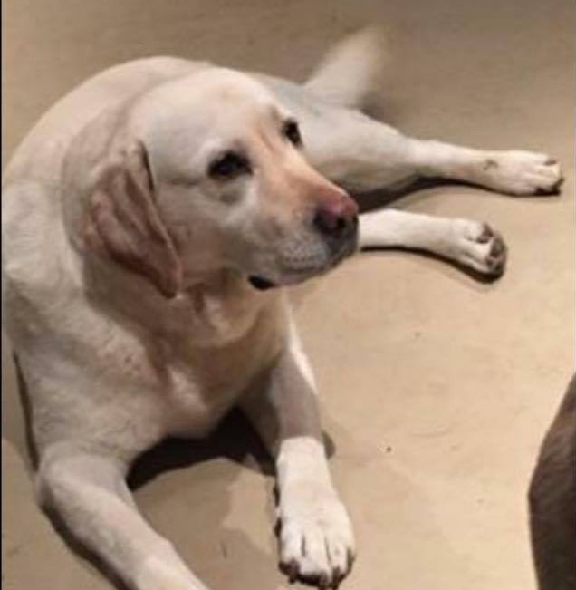 Berch Family in Search of Family Dog