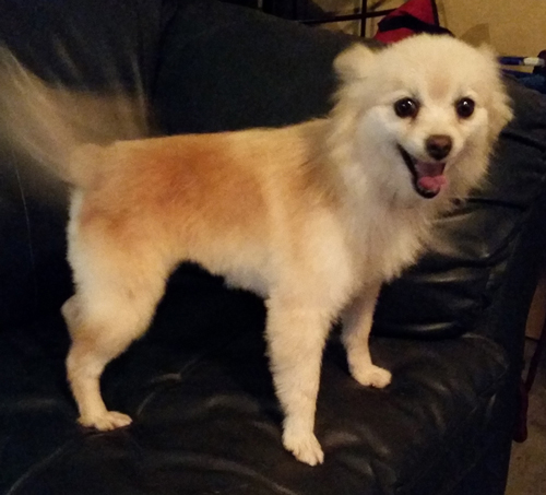 Have You Seen This Dog