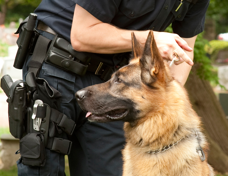 Meet the County’s new K-9