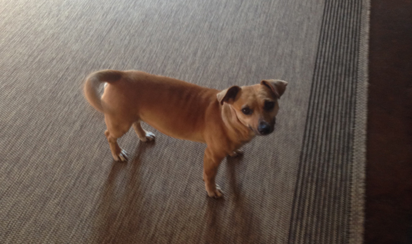 Are You Missing a Dog?