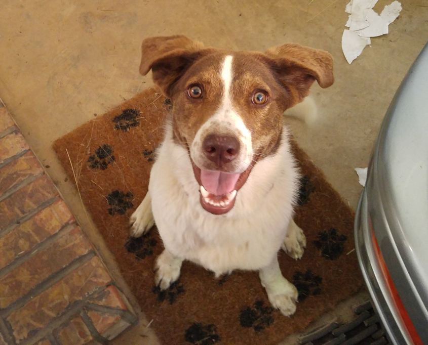 Is This Your Dog?