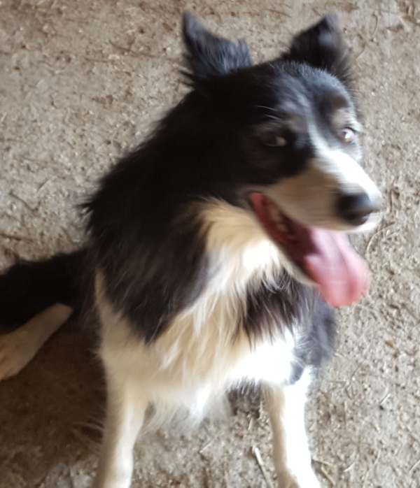 Have You Seen Dolly