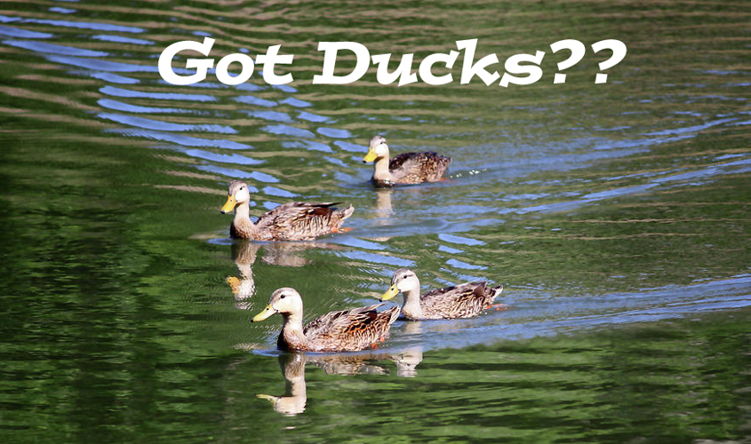 Got Ducks For Sale??