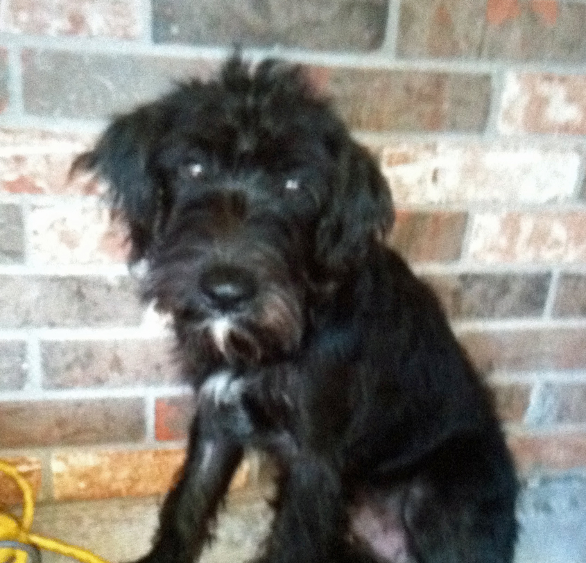 Have You Seen “the other puppy?”