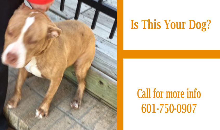 Is This Your Dog?