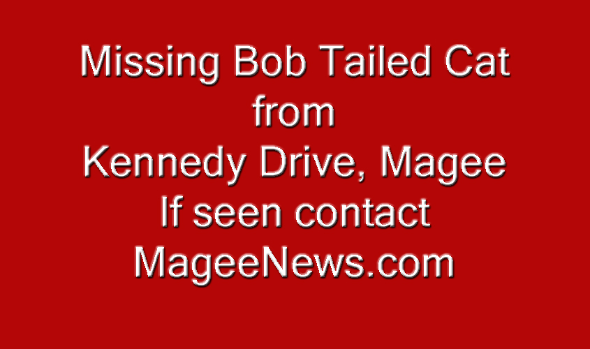 Cat Missing from Kennedy Drive