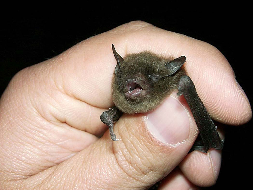 More About the Bats