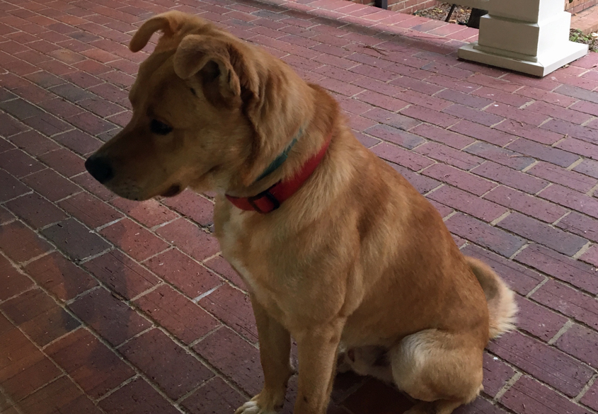 Is This Your Dog?