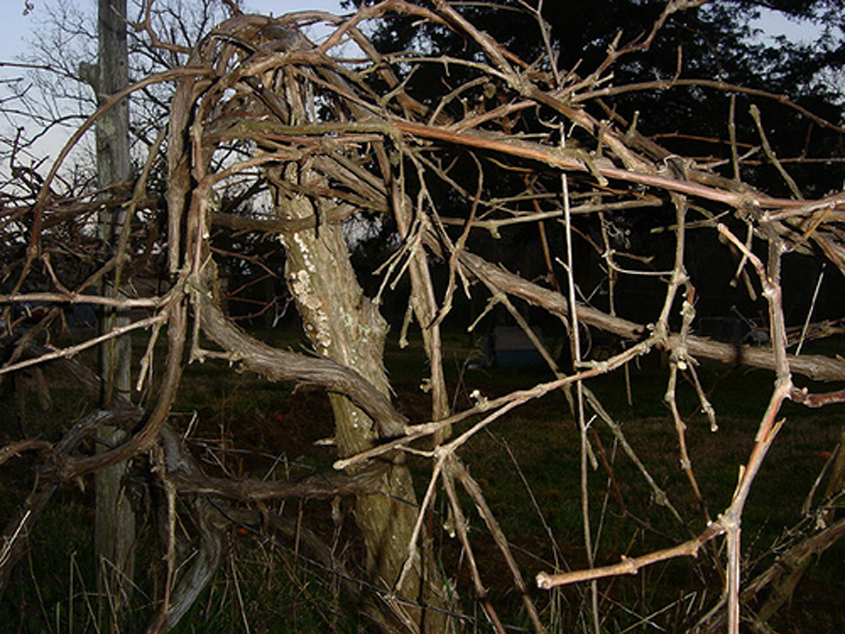 Need Muscadine Vines???