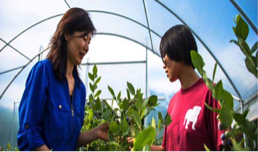 MAFES researchers at MSU work to extend blueberry season