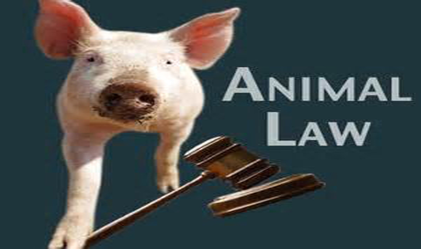 Residents ask for County Animal Ordinance Law