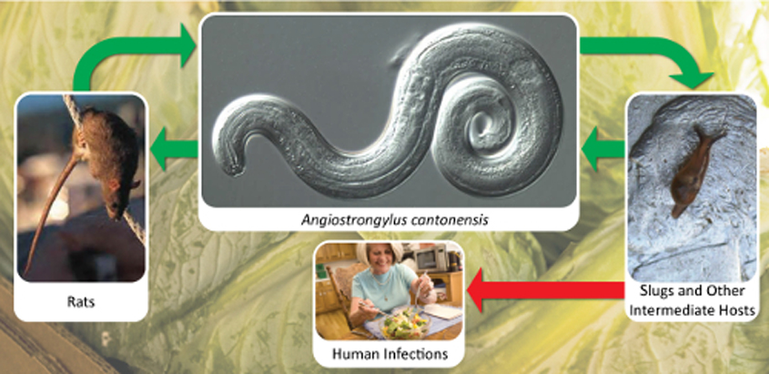 Poisoned in paradise: Rat lungworm nightmare in Hawaii