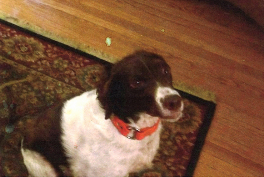 Have You Seen This Dog?