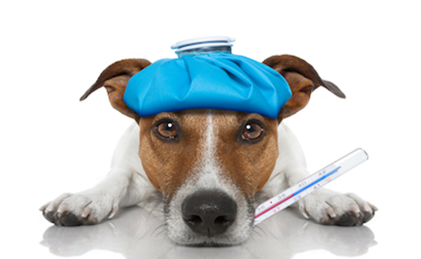 Loving Pets, Whole Hearted dog treats recalled for Salmonella