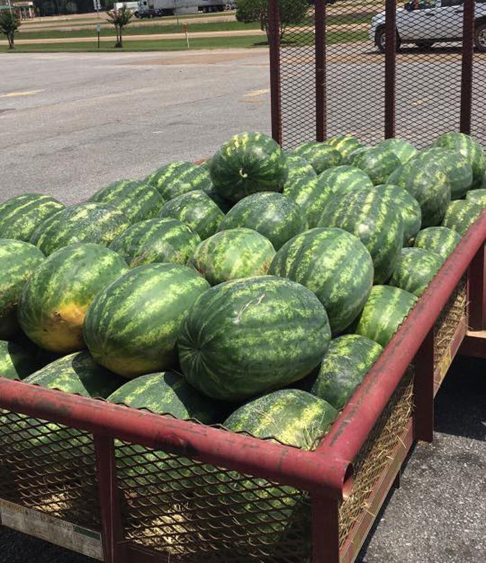 Watermelons Coming to Farmer’s Market