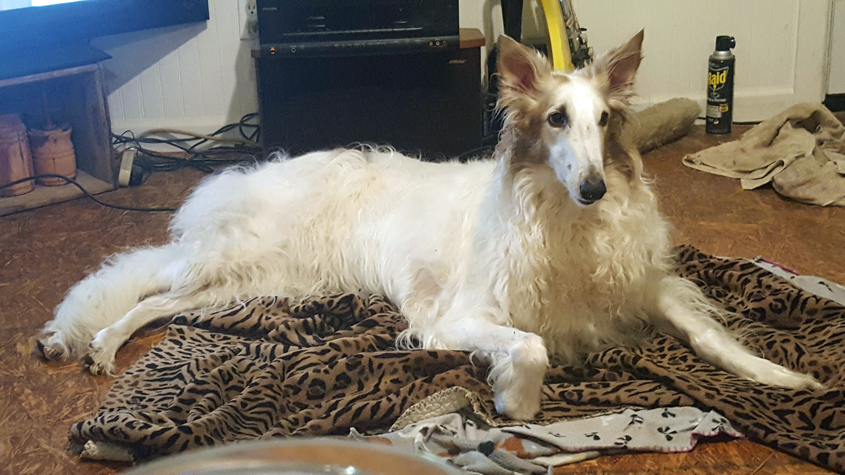 Lost Dog-Reward Offered Update