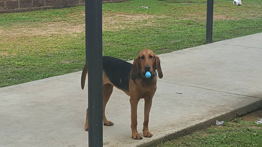 Simpson Co K-9 Taking Care of Citizens!