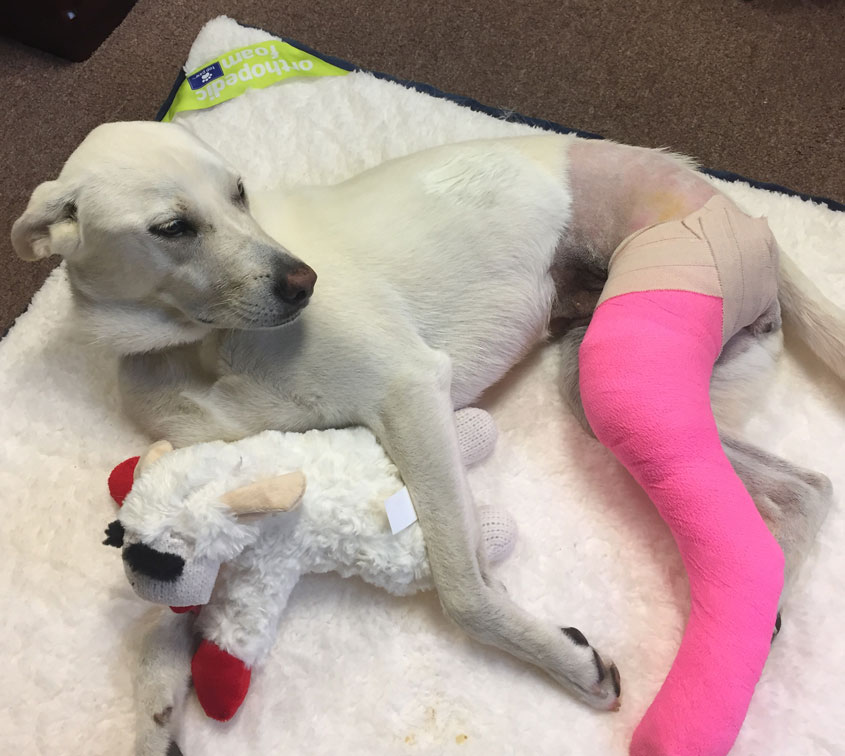 Get Well Soon, LuLu!