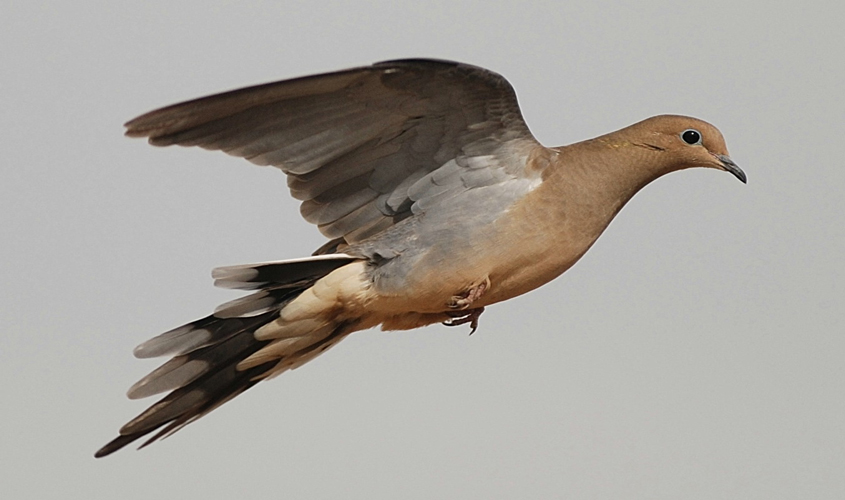 Dove Season Approaching