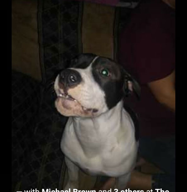 Help Find These Dogs
