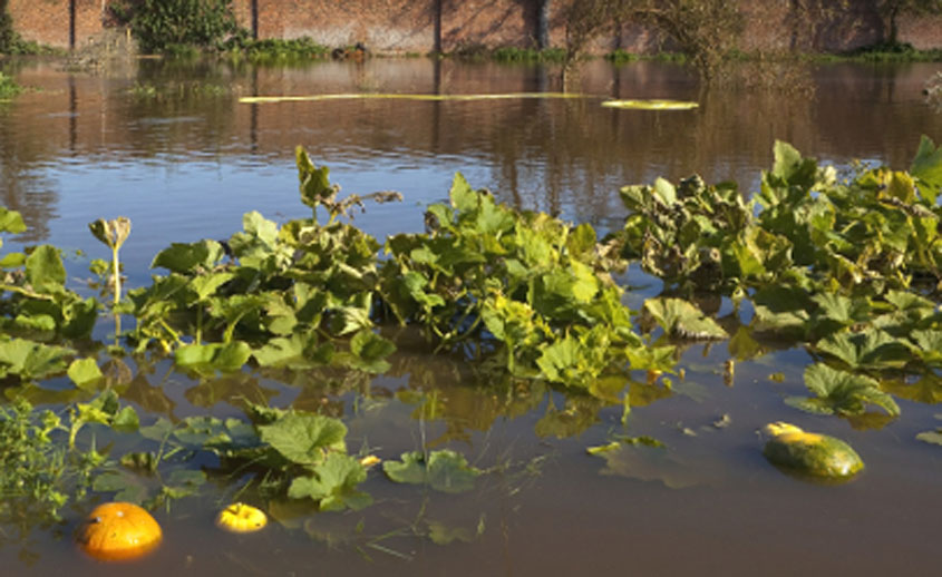 Floodwater pathogens can’t be washed off of fresh produce