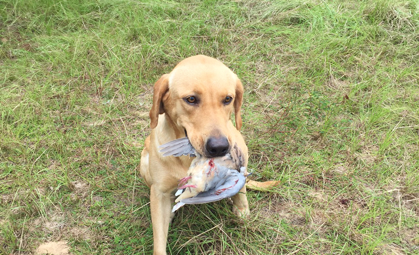 Dog Found!!!
