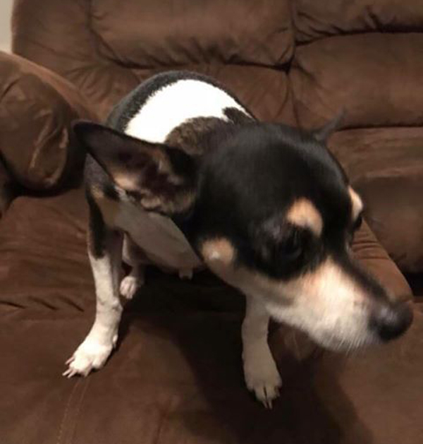 Is This Your Dog?—Yep!!! Saved!