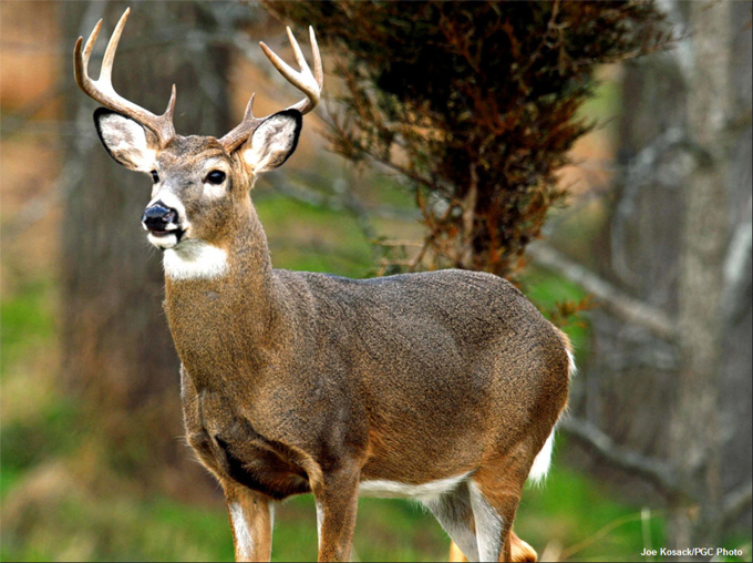 Chronic Wasting Disease: Public Health Recommendations
