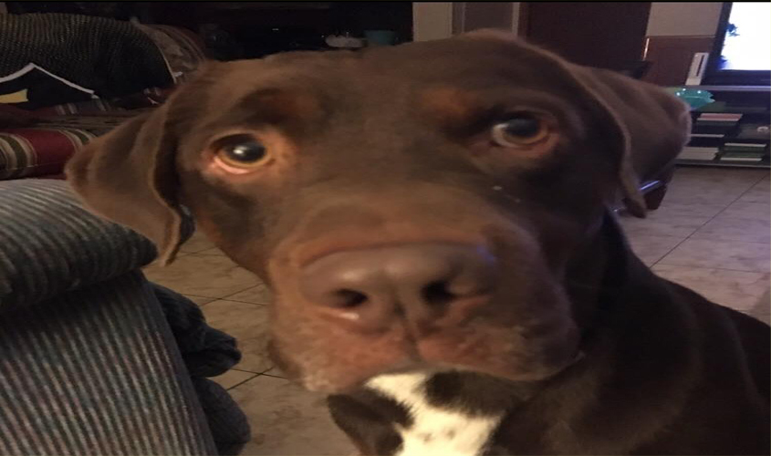 Ben & Jenna’s Dog Has Been Found!!!