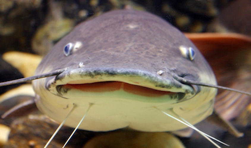 Mississippi catfish company recalls 34.5 tons of catfish