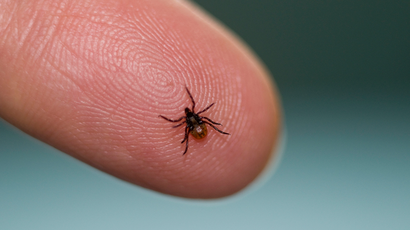 Diseases from Tick and Mosquito Bites Triple in the U.S.