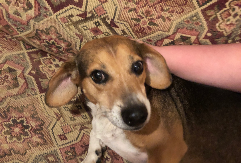 Is This Your Dog?—We Found the Owner!!!