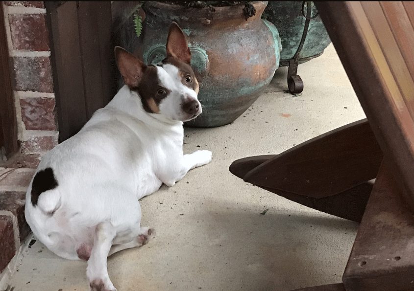 Have You Seen This Dog?—Bo has been found!!!