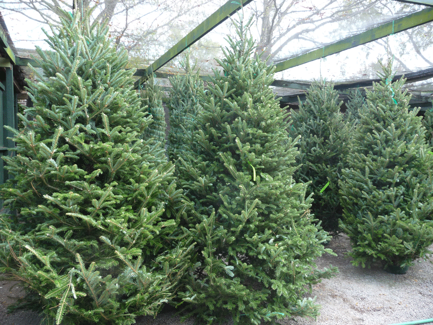 Agriculture Commissioner Promotes Mississippi Christmas Trees