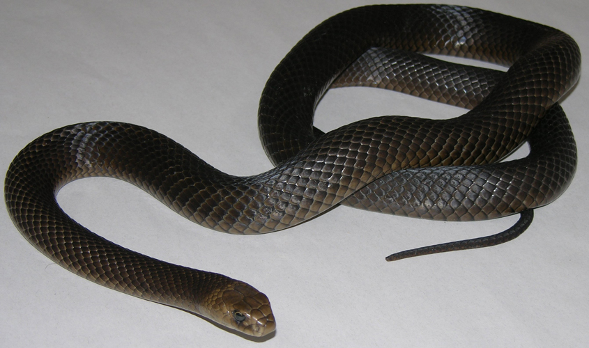 Snakes in December