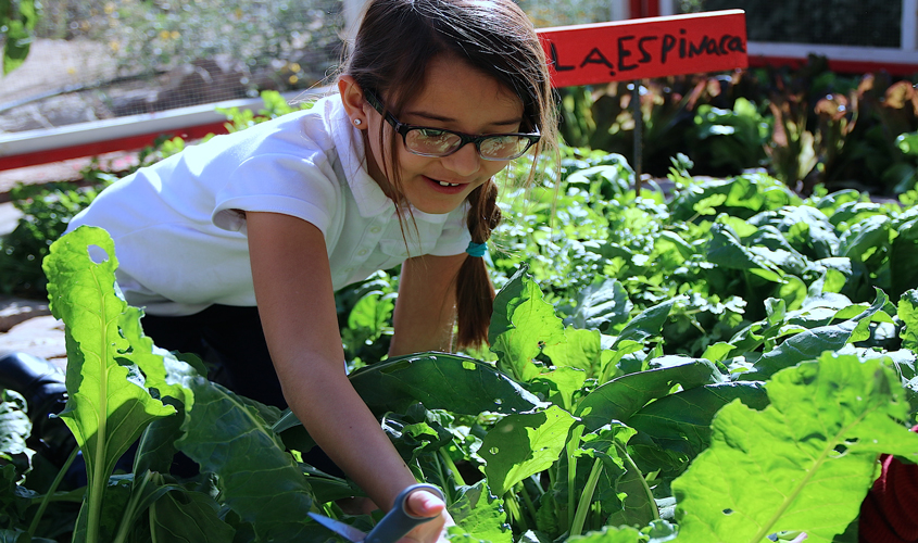 MDAC Accepting Applications for School Garden Grant Program