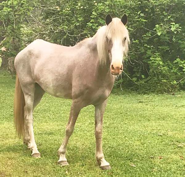 Is This Your Horse?
