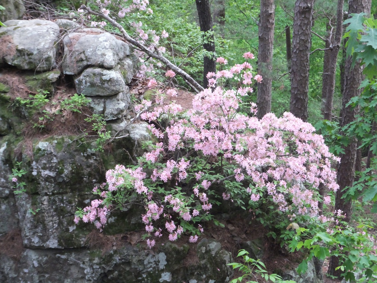 Beauty from the Rocks