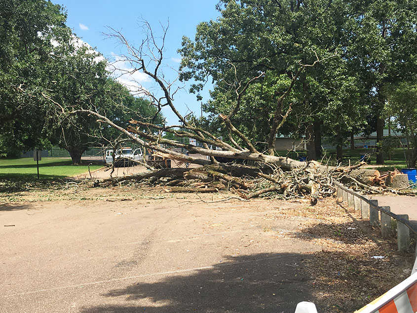 Down Comes the Big Tree!