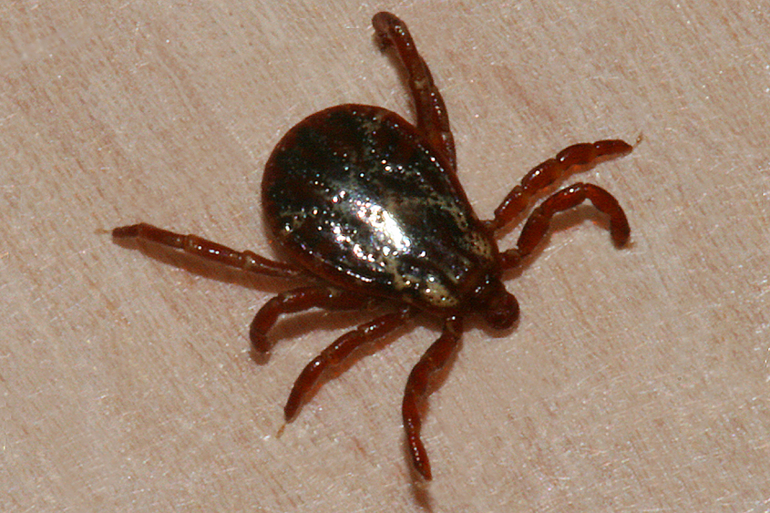 Rocky Mountain Spotted Fever in Mississippi