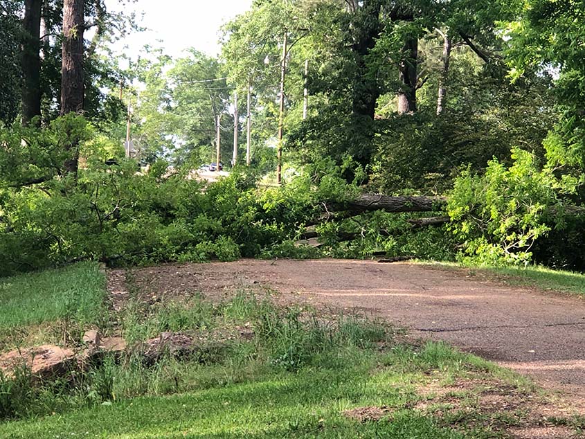 Tree Down on 1st Avenue SW